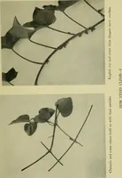 Picture 2 of 49 from Vines and how to grow them; a manual of climbing plants for flower, foliage and fruit effects, both ornamental and useful, including those shrubs and similar forms that may be used as vines (1911), leaf 30