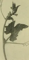 An illustration from Vines and how to grow them; a manual of climbing plants for flower, foliage and fruit effects, both ornamental and useful, including those shrubs and similar forms that may be used as vines (1911)