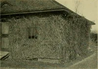 Picture 4 of 49 from Vines and how to grow them; a manual of climbing plants for flower, foliage and fruit effects, both ornamental and useful, including those shrubs and similar forms that may be used as vines (1911), leaf 48