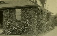 Picture 6 of 49 from Vines and how to grow them; a manual of climbing plants for flower, foliage and fruit effects, both ornamental and useful, including those shrubs and similar forms that may be used as vines (1911), leaf 49