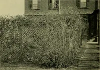 Picture 7 of 49 from Vines and how to grow them; a manual of climbing plants for flower, foliage and fruit effects, both ornamental and useful, including those shrubs and similar forms that may be used as vines (1911), leaf 49