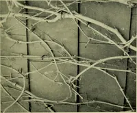 An illustration from Vines and how to grow them; a manual of climbing plants for flower, foliage and fruit effects, both ornamental and useful, including those shrubs and similar forms that may be used as vines (1911)