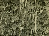 Picture 10 of 49 from Vines and how to grow them; a manual of climbing plants for flower, foliage and fruit effects, both ornamental and useful, including those shrubs and similar forms that may be used as vines (1911), leaf 67
