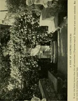 Picture 11 of 49 from Vines and how to grow them; a manual of climbing plants for flower, foliage and fruit effects, both ornamental and useful, including those shrubs and similar forms that may be used as vines (1911), leaf 84