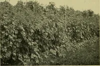 An illustration from Vines and how to grow them; a manual of climbing plants for flower, foliage and fruit effects, both ornamental and useful, including those shrubs and similar forms that may be used as vines (1911)