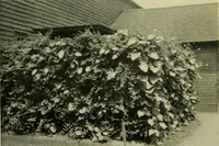 Picture 13 of 49 from Vines and how to grow them; a manual of climbing plants for flower, foliage and fruit effects, both ornamental and useful, including those shrubs and similar forms that may be used as vines (1911), leaf 85