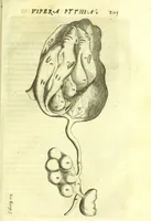 Picture 28 of 40 from Vipera Pythia : (1651), leaf 229