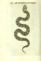 Picture 35 of 40 from Vipera Pythia : (1651), leaf 372