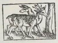 Picture 5 of 12 from Virginia: more especially the south part thereof, richly and truly valued: : viz. The fertile Carolana, and no lesse excellent Isle of Roanoak, of latitude from 31. to 37. degr. relating the meanes of raysing infinite profits to the adventurers and planters. (1650), leaf 73