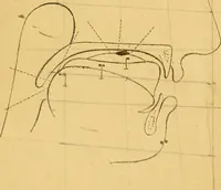 An illustration from Visible speech, the science of universal alphabets, : or Self-interpreting physiological letters, for the writing of all languages in one alphabet ; illustrated by tables, diagrams, and examples (1867)