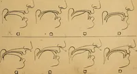 An illustration from Visible speech, the science of universal alphabets, : or Self-interpreting physiological letters, for the writing of all languages in one alphabet ; illustrated by tables, diagrams, and examples (1867)