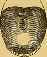 An illustration from Visible speech, the science of universal alphabets, : or Self-interpreting physiological letters, for the writing of all languages in one alphabet ; illustrated by tables, diagrams, and examples (1867)