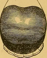 An illustration from Visible speech, the science of universal alphabets, : or Self-interpreting physiological letters, for the writing of all languages in one alphabet ; illustrated by tables, diagrams, and examples (1867)