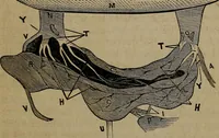 An illustration from Vital resources; (1869)