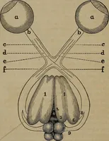 An illustration from Vital resources; (1869)