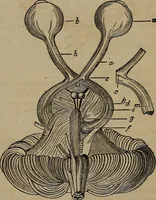 An illustration from Vital resources; (1869)