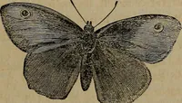 An illustration from Vital resources; (1869)