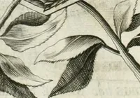 An illustration from Vita post vitam (1662)