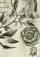 An illustration from Vita post vitam (1662)