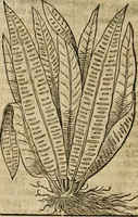 An illustration from Vitruuius, des aller namhafftigisten vnnd hocherfahrnesten, römischen Architecti, vnnd kunstreichen Werck oder Bawmeisters, Marci Vitruuij Pollionis, zehen Bücher von der Architectur vnd künstlichem Bawen ... (1614)