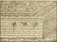 An illustration from Vitruuius, des aller namhafftigisten vnnd hocherfahrnesten, römischen Architecti, vnnd kunstreichen Werck oder Bawmeisters, Marci Vitruuij Pollionis, zehen Bücher von der Architectur vnd künstlichem Bawen ... (1614)