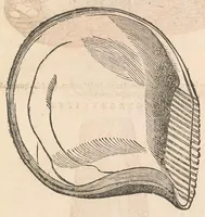 An illustration from Vlyssis Aldrouandi patricii Bononiensis Musaeum metallicum : in libros iiii distributum (1648)