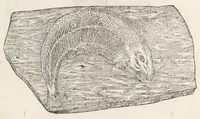 Picture 3 of 43 from Vlyssis Aldrouandi patricii Bononiensis Musaeum metallicum : in libros iiii distributum (1648), leaf 115