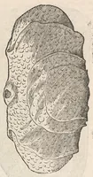 An illustration from Vlyssis Aldrouandi patricii Bononiensis Musaeum metallicum : in libros iiii distributum (1648)
