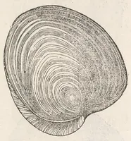 Picture 5 of 43 from Vlyssis Aldrouandi patricii Bononiensis Musaeum metallicum : in libros iiii distributum (1648), leaf 183