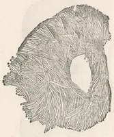 An illustration from Vlyssis Aldrouandi patricii Bononiensis Musaeum metallicum : in libros iiii distributum (1648)