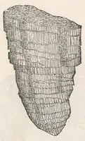 Picture 8 of 43 from Vlyssis Aldrouandi patricii Bononiensis Musaeum metallicum : in libros iiii distributum (1648), leaf 305