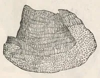 Picture 9 of 43 from Vlyssis Aldrouandi patricii Bononiensis Musaeum metallicum : in libros iiii distributum (1648), leaf 305