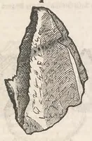 An illustration from Vlyssis Aldrouandi patricii Bononiensis Musaeum metallicum : in libros iiii distributum (1648)