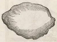 An illustration from Vlyssis Aldrouandi patricii Bononiensis Musaeum metallicum : in libros iiii distributum (1648)