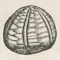 Picture 12 of 43 from Vlyssis Aldrouandi patricii Bononiensis Musaeum metallicum : in libros iiii distributum (1648), leaf 471