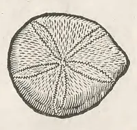 Picture 13 of 43 from Vlyssis Aldrouandi patricii Bononiensis Musaeum metallicum : in libros iiii distributum (1648), leaf 471