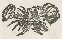 An illustration from Vlyssis Aldrouandi patricii Bononiensis Musaeum metallicum : in libros iiii distributum (1648)