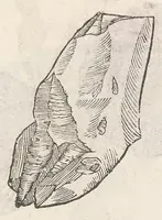 Picture 15 of 43 from Vlyssis Aldrouandi patricii Bononiensis Musaeum metallicum : in libros iiii distributum (1648), leaf 487