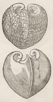 Picture 16 of 43 from Vlyssis Aldrouandi patricii Bononiensis Musaeum metallicum : in libros iiii distributum (1648), leaf 494