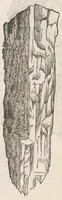 Picture 17 of 43 from Vlyssis Aldrouandi patricii Bononiensis Musaeum metallicum : in libros iiii distributum (1648), leaf 514
