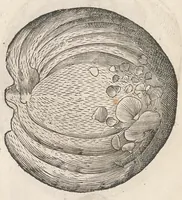 Picture 18 of 43 from Vlyssis Aldrouandi patricii Bononiensis Musaeum metallicum : in libros iiii distributum (1648), leaf 520