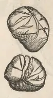 Picture 20 of 43 from Vlyssis Aldrouandi patricii Bononiensis Musaeum metallicum : in libros iiii distributum (1648), leaf 524