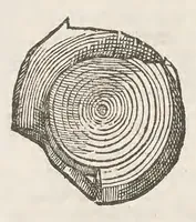 An illustration from Vlyssis Aldrouandi patricii Bononiensis Musaeum metallicum : in libros iiii distributum (1648)