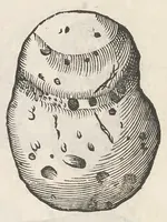 Picture 25 of 43 from Vlyssis Aldrouandi patricii Bononiensis Musaeum metallicum : in libros iiii distributum (1648), leaf 742