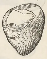 Picture 27 of 43 from Vlyssis Aldrouandi patricii Bononiensis Musaeum metallicum : in libros iiii distributum (1648), leaf 742