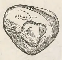 Picture 30 of 43 from Vlyssis Aldrouandi patricii Bononiensis Musaeum metallicum : in libros iiii distributum (1648), leaf 751