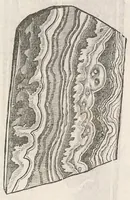 An illustration from Vlyssis Aldrouandi patricii Bononiensis Musaeum metallicum : in libros iiii distributum (1648)