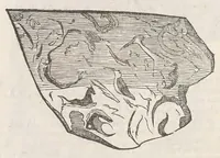 Picture 33 of 43 from Vlyssis Aldrouandi patricii Bononiensis Musaeum metallicum : in libros iiii distributum (1648), leaf 780