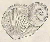 Picture 36 of 43 from Vlyssis Aldrouandi patricii Bononiensis Musaeum metallicum : in libros iiii distributum (1648), leaf 849