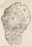 An illustration from Vlyssis Aldrouandi patricii Bononiensis Musaeum metallicum : in libros iiii distributum (1648)